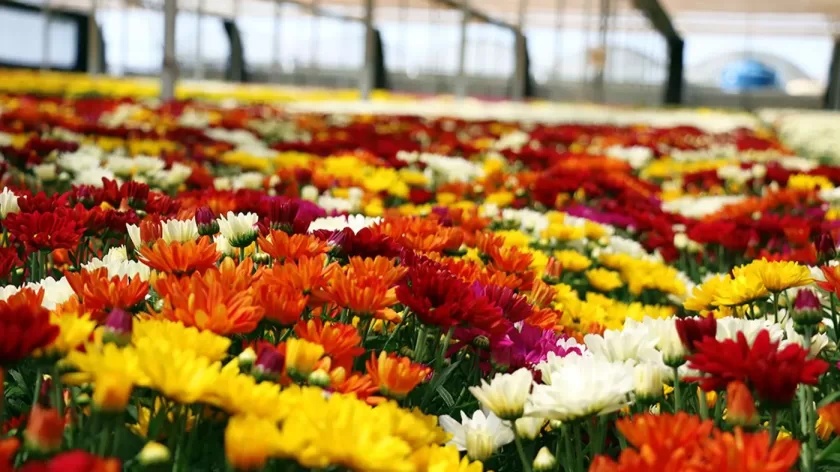 Flores em estufa em passeio em Holambra